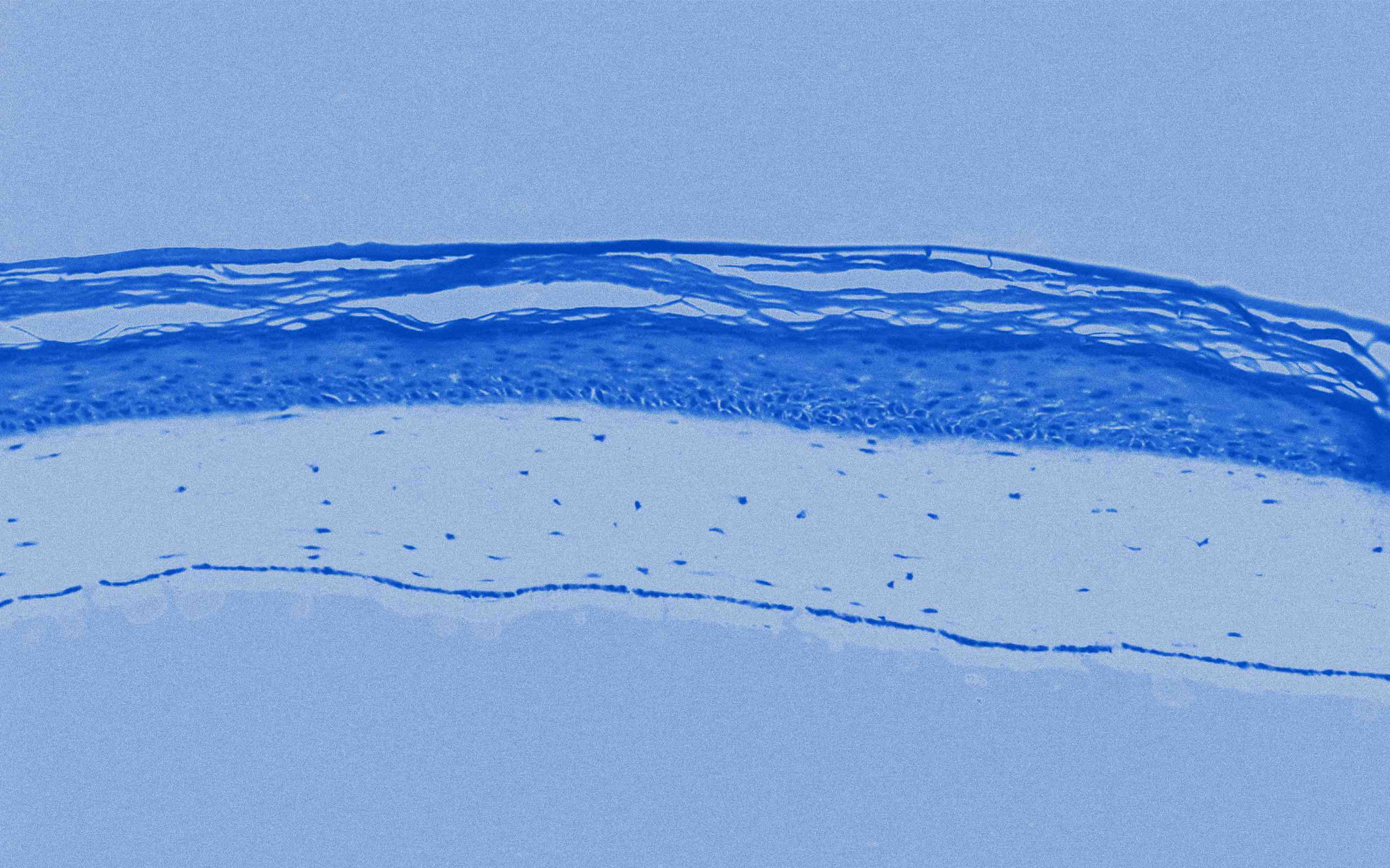 Soin visage hydratante et repulpant Mimétique