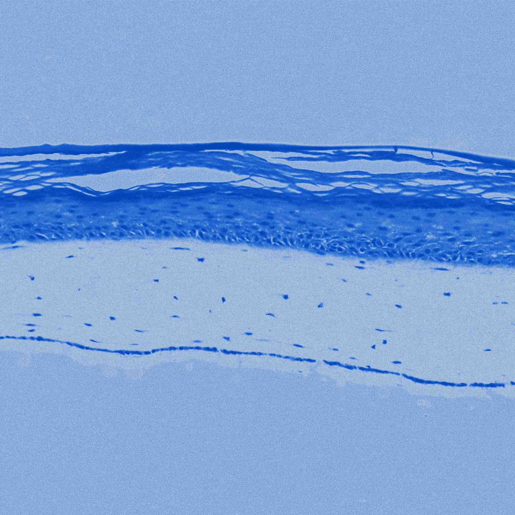 Soin visage hydratante et repulpant Mimétique